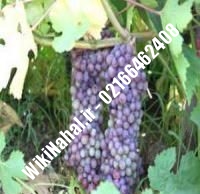 نهال انگور یاقوتی شناسنامه دار | نهالستان نمونه کرج ۰۲۱۶۶۴۶۲۴۰۸