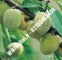 نهال بادام نان پاریل پایه رویشی | بادام نان پاریل پایه رویشی | نهالستان نمونه کرج ۶۶۴۶۲۴۰۸-۰۲۱