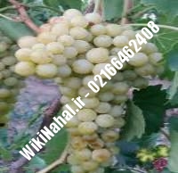 نهال انگور گزنه شناسنامه دار | نهالستان نمونه کرج ۰۲۱۶۶۴۶۲۴۰۸