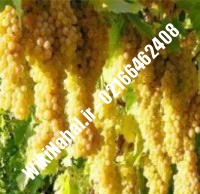 نهال انگور مویزی شناسنامه دار | نهالستان نمونه کرج ۰۲۱۶۶۴۶۲۴۰۸