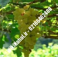 نهال انگور کشت بافت شناسنامه دار | نهالستان نمونه کرج ۰۲۱۶۶۴۶۲۴۰۸