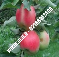 نهال سیب گلاب کهنز پایه رویشی | سیب گلاب کهنز پایه رویشی | نهالستان نمونه کرج ۶۶۴۶۲۴۰۸-۰۲۱