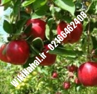 نهال سیب قره یرپاق پایه رویشی | سیب قره یرپاق پایه رویشی | نهالستان نمونه کرج ۶۶۴۶۲۴۰۸-۰۲۱