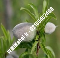 نهال بادام فرانسیس پایه رویشی | بادام فرانسیس پایه رویشی | نهالستان نمونه کرج ۶۶۴۶۲۴۰۸-۰۲۱