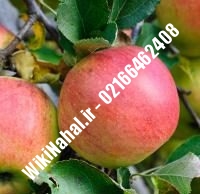 نهال سیب شفیع ابادی پایه رویشی | سیب شفیع ابادی پایه رویشی | نهالستان نمونه کرج ۶۶۴۶۲۴۰۸-۰۲۱