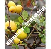 نهال گلابی سیبری | گلابی سیبری | نهالستان نمونه کرج ۶۶۴۶۲۴۰۸-۰۲۱