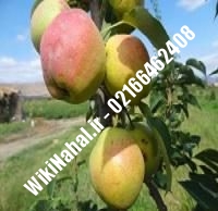 نهال گلابی سردرودی | گلابی سردرودی | نهالستان نمونه کرج ۶۶۴۶۲۴۰۸-۰۲۱