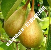 نهال گلابی شاه میوه | گلابی شاه میوه | نهالستان نمونه کرج ۶۶۴۶۲۴۰۸-۰۲۱