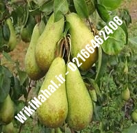 نهال گلابی سیف تبریز | گلابی سیف تبریز | نهالستان نمونه کرج ۶۶۴۶۲۴۰۸-۰۲۱