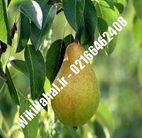 نهال گلابی نطنزی | گلابی نطنزی | نهالستان نمونه کرج ۶۶۴۶۲۴۰۸-۰۲۱