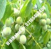 نهال گردو کشت بافتی | گردو کشت بافتی | گردوی کشت بافتی | نهالستان نمونه کرج ۰۹۱۲۰۳۹۸۴۱۶