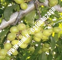 قیمت نهال گردو پکان | قیمت گردو پکان |قیمت گردوی پکان | نهالستان نمونه کرج ۰۹۱۲۰۳۹۸۴۱۶