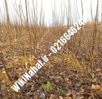 خرید نهال گردو سولانو |خرید گردو سولانو | خرید گردوی سولانو | نهالستان نمونه کرج ۰۹۱۲۰۳۹۸۴۱۶