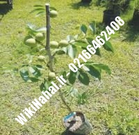 قیمت نهال گردو کن |قیمت گردو کن | قیمت گردوی کن | نهالستان نمونه کرج ۰۹۱۲۰۳۹۸۴۱۶