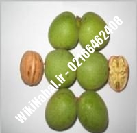 قیمت نهال گردو پاین |قیمت گردو پاین |قیمت گردوی پاین | نهالستان نمونه کرج ۰۹۱۲۰۳۹۸۴۱۶