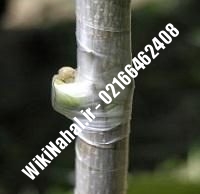 نهال گردو کانادایی | گردو کانادایی | گردوی کانادایی | نهالستان نمونه کرج ۰۹۱۲۰۳۹۸۴۱۶