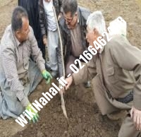 خرید نهال گردو شیلی خوشه ای | خرید گردو شیلی خوشه ای |خرید گردوی شیلی خوشه ای| نهالستان نمونه کرج ۰۹۱۲۰۳۹۸۴۱۶