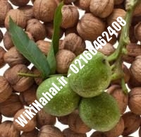 فروش نهال گردو اصلاح شده | فروش گردو اصلاح شده | فروش گردوی اصلاح شده | نهالستان نمونه کرج ۰۹۱۲۰۳۹۸۴۱۶