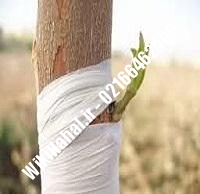 نهال گردو فورت | گردو فورت | گردوی فورت | نهالستان نمونه کرج ۰۹۱۲۰۳۹۸۴۱۶