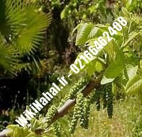 نهال گردو فرنور | گردو فرنور | گردوی فرنور | نهالستان نمونه کرج ۰۹۱۲۰۳۹۸۴۱۶