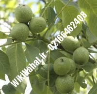 خرید نهال گردو سیسکو |خرید گردو سیسکو | خرید گردوی سیسکو | نهالستان نمونه کرج ۰۹۱۲۰۳۹۸۴۱۶