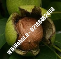 قیمت نهال گردو اصلاح شده | قیمت گردو اصلاح شده | قیمت گردوی اصلاح شده | نهالستان نمونه کرج ۰۹۱۲۰۳۹۸۴۱۶