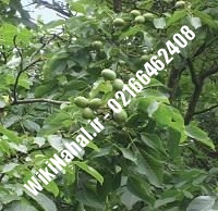 نهال گردو فرانسوی خوشه ای | گردو فرانسوی خوشه ای | گردوی فرانسوی خوشه ای | نهالستان نمونه کرج ۰۹۱۲۰۳۹۸۴۱۶