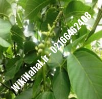 قیمت نهال گردو شارج | قیمت گردو شارج  | قیمت گردوی شارج| نهالستان نمونه کرج ۰۹۱۲۰۳۹۸۴۱۶