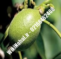 خرید نهال گردو فورت |خرید گردو فورت | خرید گردوی فورت | نهالستان نمونه کرج ۰۹۱۲۰۳۹۸۴۱۶