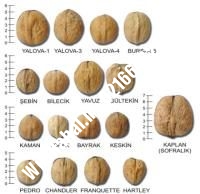 خرید نهال گردو مراغه | خرید گردو مراغه | خرید گردوی مراغه | نهالستان نمونه کرج ۰۹۱۲۰۳۹۸۴۱۶