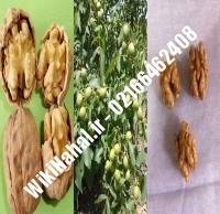 قیمت نهال گردو بیلجک ترکیه | قیمت گردو بیلجک ترکیه | قیمت گردوی بیلجک ترکیه | نهالستان نمونه کرج ۰۹۱۲۰۳۹۸۴۱۶