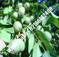 فروش نهال گردو استن | فروش گردو استن | فروش گردوی استن | نهالستان نمونه کرج ۰۹۱۲۰۳۹۸۴۱۶