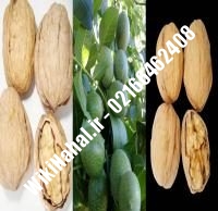 فروش نهال گردو بیلجک ترکیه | فروش گردو بیلجک ترکیه | فروش گردوی بیلجک ترکیه | نهالستان نمونه کرج ۰۹۱۲۰۳۹۸۴۱۶