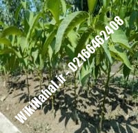 قیمت نهال گردو ضیاآبادی | قیمت گردو ضیاآبادی | قیمت گردوی ضیاآبادی | نهالستان نمونه کرج ۰۹۱۲۰۳۹۸۴۱۶