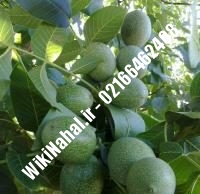 قیمت نهال گردو استن | قیمت گردو استن | قیمت گردوی استن | نهالستان نمونه کرج ۰۹۱۲۰۳۹۸۴۱۶