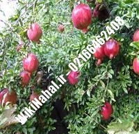 نهال انار واندرفول | انار واندرفول | نهالستان نمونه کرج ۶۶۴۶۲۴۰۸-۰۲۱