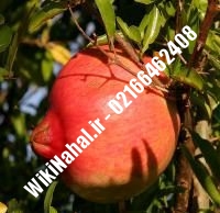 نهال انار نی ریز | انار نی ریز | نهالستان نمونه کرج ۶۶۴۶۲۴۰۸-۰۲۱