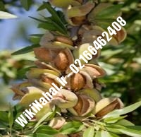 نهال بادام فرانیس | بادام فرانیس | نهالستان نمونه کرج ۶۶۴۶۲۴۰۸-۰۲۱