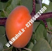 نهال زردآلو قرمز شاهرود | زردالو قرمز شاهرود | نهالستان نمونه کرج ۶۶۴۶۲۴۰۸-۰۲۱