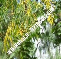 نهال زیتون شناسنامه دار | زیتون شناسنامه دار | نهالستان نمونه کرج ۶۶۴۶۲۴۰۸-۰۲۱