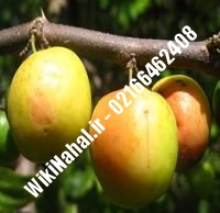 نهال سیب زودبازده پایه رویشی | سیب زودبازده پایه رویشی | نهالستان نمونه کرج ۶۶۴۶۲۴۰۸-۰۲۱