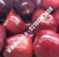نهال سیب لبنان قرمز پایه رویشی | سیب لبنان قرمز پایه رویشی | نهالستان نمونه کرج ۶۶۴۶۲۴۰۸-۰۲۱