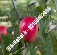 نهال سیب دیرگل پایه رویشی | سیب دیرگل پایه رویشی | نهالستان نمونه کرج ۶۶۴۶۲۴۰۸-۰۲۱