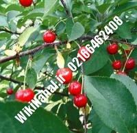 نهال آلبالو نانا پایه رویشی | آلبالو نانا پایه رویشی | نهالستان نمونه کرج ۶۶۴۶۲۴۰۸-۰۲۱