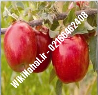 نهال سیب فوجی پایه رویشی | سیب فوجی پایه رویشی | نهالستان نمونه کرج ۶۶۴۶۲۴۰۸-۰۲۱