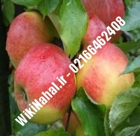 نهال سیب جوناگلد پایه رویشی | سیب جوناگلد پایه رویشی | نهالستان نمونه کرج ۶۶۴۶۲۴۰۸-۰۲۱