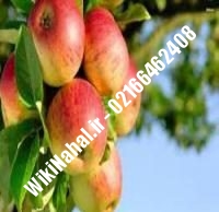 نهال سیب قندک پایه رویشی | سیب قندک پایه رویشی | نهالستان نمونه کرج ۶۶۴۶۲۴۰۸-۰۲۱