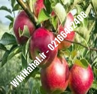 نهال سیب گلشاهی پایه رویشی | سیب گلشاهی پایه رویشی | نهالستان نمونه کرج ۶۶۴۶۲۴۰۸-۰۲۱