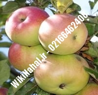 نهال سیب مک اینتاش پایه رویشی | سیب مک اینتاش پایه رویشی | نهالستان نمونه کرج ۶۶۴۶۲۴۰۸-۰۲۱