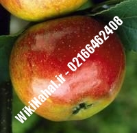 نهال سیب کاکس ارنج پایه رویشی | سیب کاکس ارنج پایه رویشی | نهالستان نمونه کرج ۶۶۴۶۲۴۰۸-۰۲۱